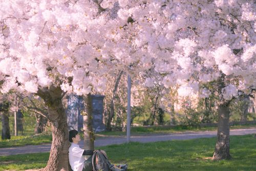 Mùa hoa anh đào đẹp như cổ tích ở thành phố cổ yên bình nhất nước Đức