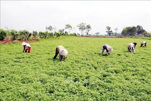 Trồng ngải cứu xuất khẩu cho giá trị cao