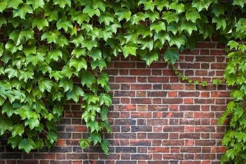 3 loại cây hút côn trùng, làm ổ cho chuột: Nghĩ kỹ trước khi trồng trong nhà
