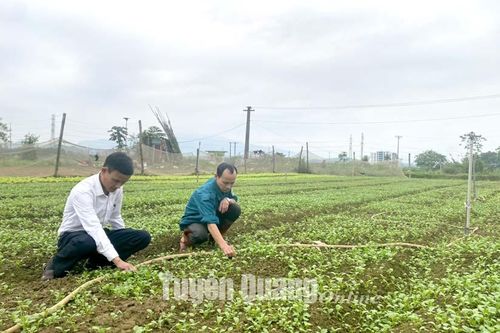 Có một vựa rau trong lòng thành phố