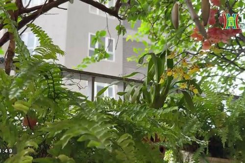 Trồng cây trong nhà (Nhịp sống Hà Nội ngày 17/04/2023)