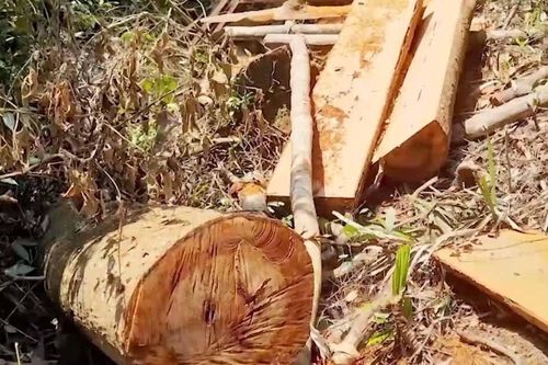 Gây ra vụ phá rừng quy mô lớn ở Thừa Thiên - Huế, lâm tặc khai gì?
