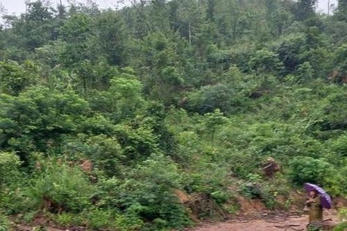 Phạt 85 triệu đồng vì khai thác gỗ trong rừng phòng hộ