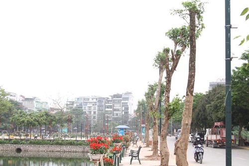 Trồng mới cây Giáng Hương hoa vàng trên phố Vũ Tuấn Chiêu