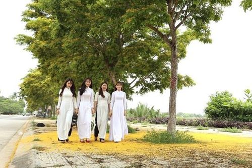 Quảng Nam: Nhiều hoạt động ở Lễ hội 'Tam Kỳ - Mùa hoa sưa năm 2023'