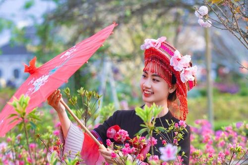 Sa Pa tổ chức lễ hội hoa hồng quy mô dịp 30/4