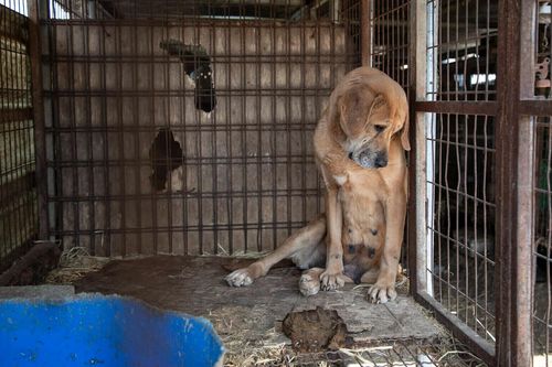 Hai thái độ trái ngược với chó ở Hàn Quốc