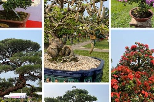 Mãn nhãn hơn 2.000 sinh vật cảnh hội tụ ở Quảng Ngãi