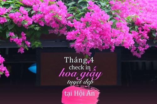 Tháng 4 check in hoa giấy tuyệt đẹp tại Hội An