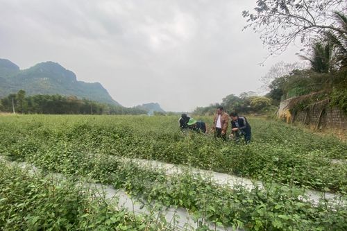 Trồng cây 'thoát nghèo' ở vùng khó
