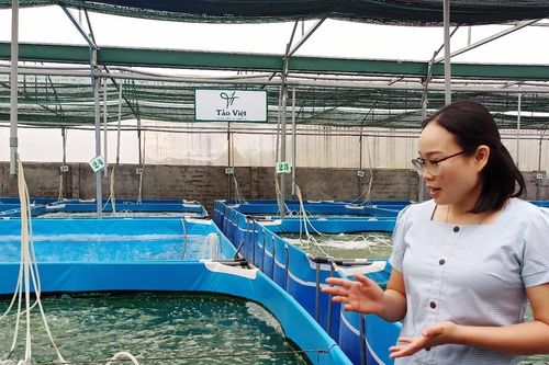 Vợ chồng nghỉ việc giáo viên, nuôi tảo xoắn thu nửa tỷ một năm