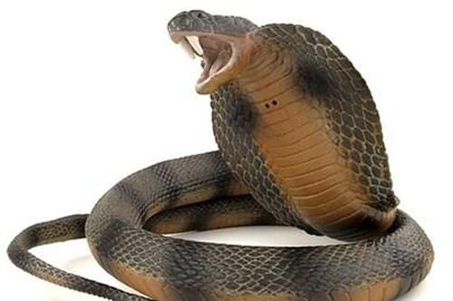Bắt 'tiểu thương' bán 9 cá thể rắn Hổ mang chúa