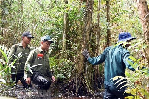 Cà Mau: Rừng U Minh Hạ cảnh báo nguy cơ cháy cực kỳ nguy hiểm