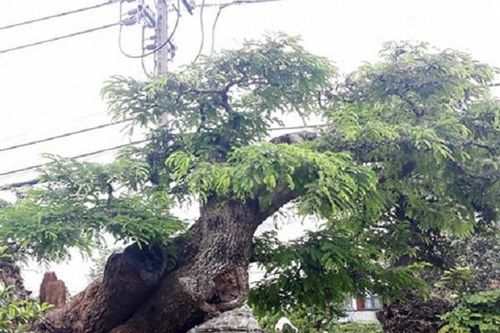 Độc đáo cây me trăm tuổi được nhiều 'dân chơi' cây cảnh trả giá tiền tỷ, nhưng chủ chưa 'gật đầu'