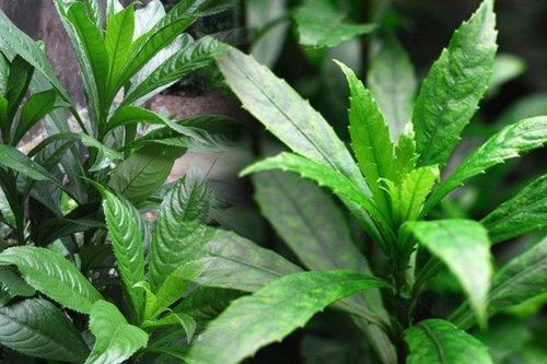 Hướng dẫn cách dùng lá xương sông để trị ho, tiêu đờm
