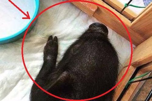 Hí hửng mua heo cảnh mini về nuôi, vài tháng sau chủ tá hỏa