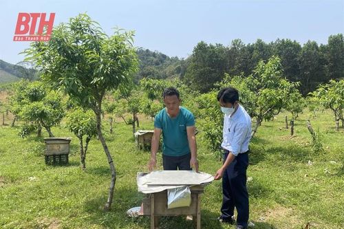 Phát triển bền vững nghề nuôi ong mật