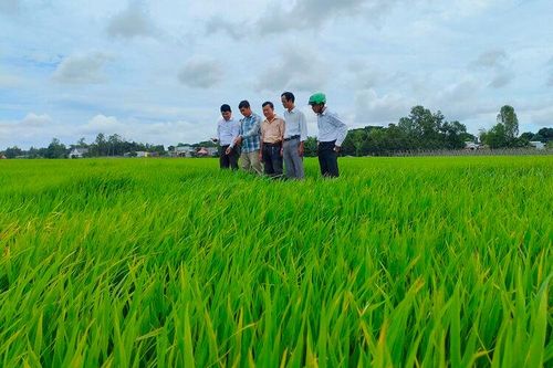 Châu Phú với nhiều nhiệm vụ trọng tâm