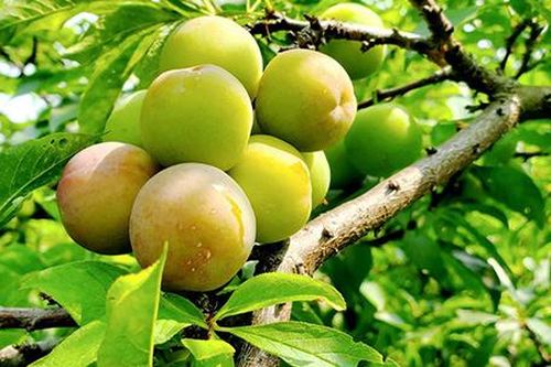 Cao Lộc: Rộn ràng mùa mận cơmTin khác