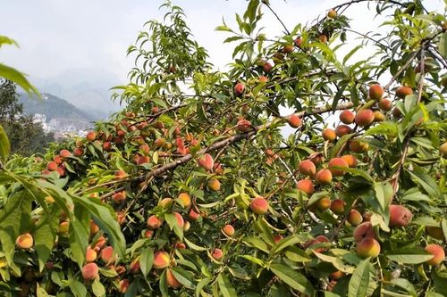 Bắc Hà vào vụ thu hoạch đào Pháp