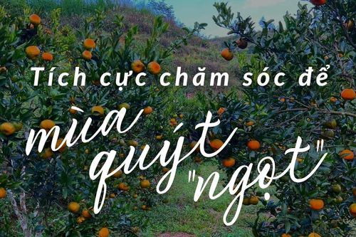 Tích cực chăm sóc để mùa quýt 'ngọt'