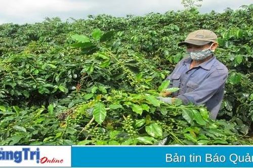Hướng Hóa nhân rộng các mô hình nông, lâm nghiệp hiệu quả