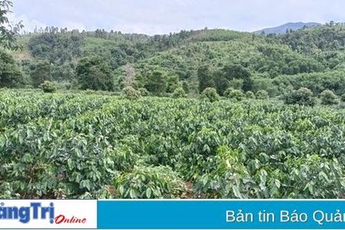 Hướng Hóa: Sẽ tiếp tục tái canh 160 ha cà phê trong năm 2023