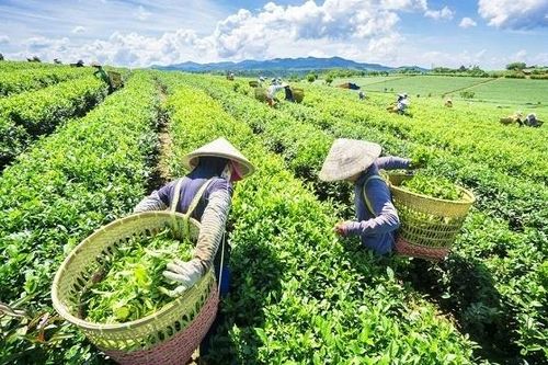 Xuất khẩu chè quý I: Lượng và trị giá giảm, đơn giá bình quân tăng