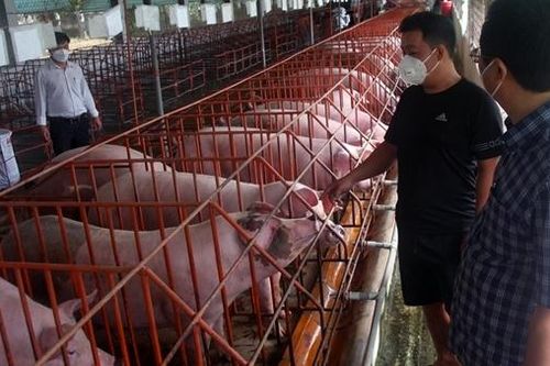 Tổng kiểm tra gần 10 nghìn cơ sở chăn nuôi ở Đồng Nai