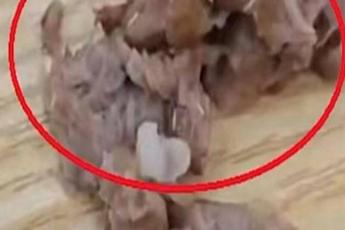 Đang ăn phát hiện đầy giòi trong sườn, cô gái kiện luôn nhà hàng