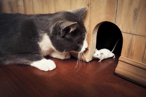 Loại bỏ nỗi ám ảnh về loài chuột bằng những cách này