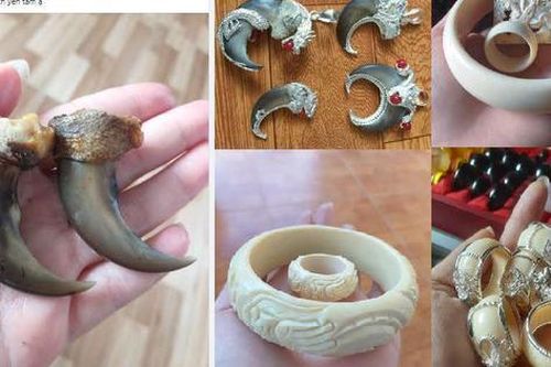 Rao bán trang sức từ động vật hoang dã trên Facebook bị phạt 15 tháng tù