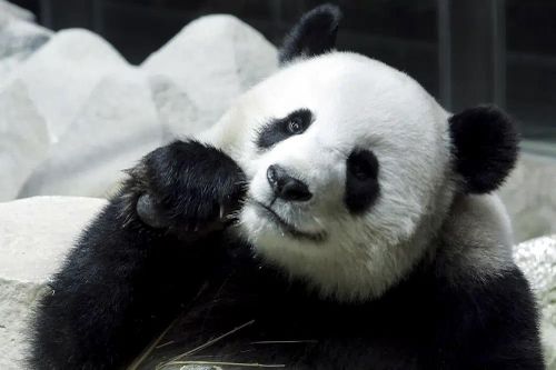 Gấu trúc Lin Hui chết đột ngột ở Thái Lan trước khi trả về Trung Quốc