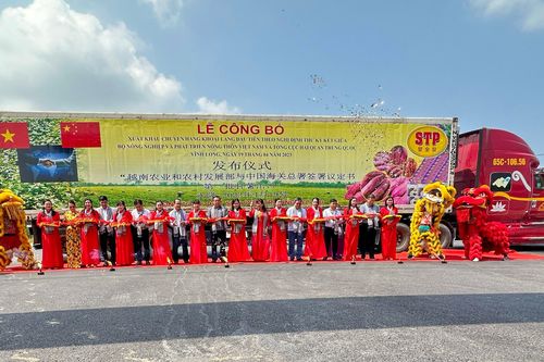 Vĩnh Long xuất khẩu chuyến hàng khoai lang đầu tiên theo đường chính ngạch