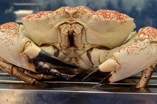 Tò mò cua quái vật 17kg về Việt Nam đắt ngang con bò
