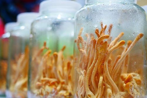 Giảng viên sáng chế tủ trồng nấm đông trùng hạ thảo tại nhà