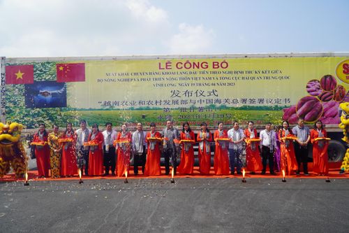 Vĩnh Long xuất khoai lang chính ngạch đầu tiên sang Trung Quốc