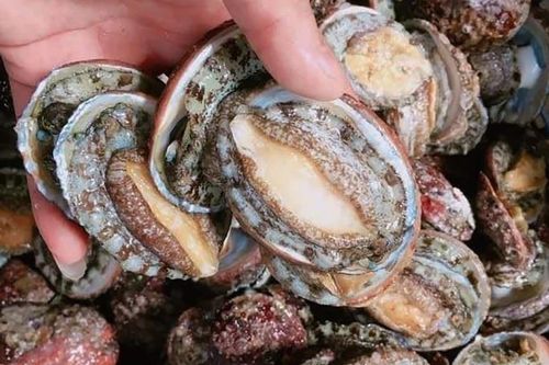 'Chợ mạng' rao bán loại hải sản quý tộc giá siêu rẻ