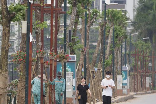 Cây giáng hương thay thế hàng nhãn ở không gian đi bộ Trịnh Công Sơn