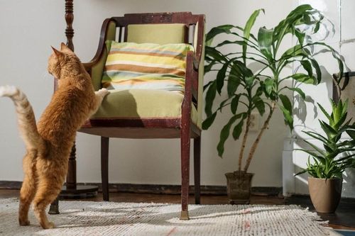 9 loại cây trồng trong nhà có thể gây hại cho thú cưng