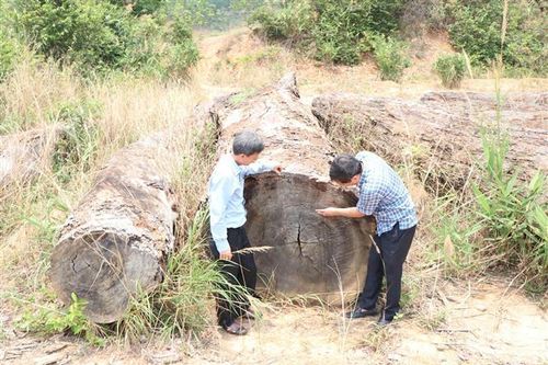Kon Tum: Gần 80m3 gỗ tang vật sắp thành phế liệu trong khi chờ xử lý