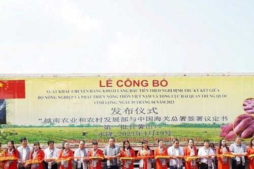 Vĩnh Long: Chuyến khoai lang đầu tiên được xuất chính ngạch sang Trung Quốc