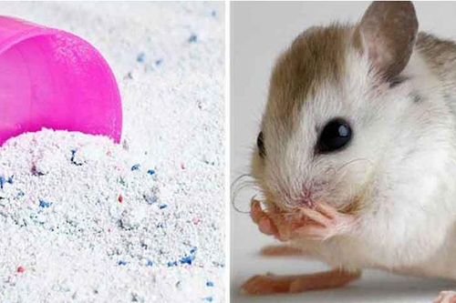 10 cách đuổi chuột ra khỏi nhà vừa đơn giản lại rẻ tiền, phụ nữ làm ngon ơ