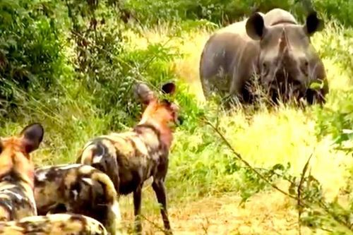 Clip: Loài động vật có tỷ lệ săn mồi cao nhất châu Phi bị tê giác đen lùa 'như vịt'