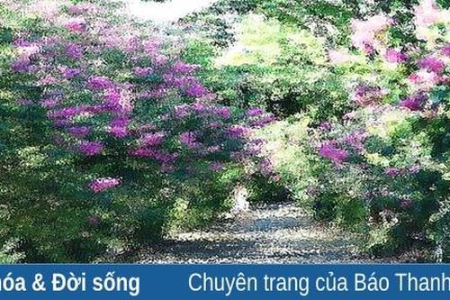 Tường vi trước ngõ