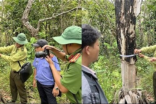 Điều tra, xử lý nghiêm các vụ phá rừng