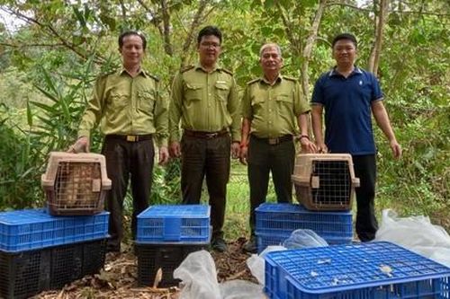 Thả 100 cá thể động vật hoang dã về môi trường tự nhiên