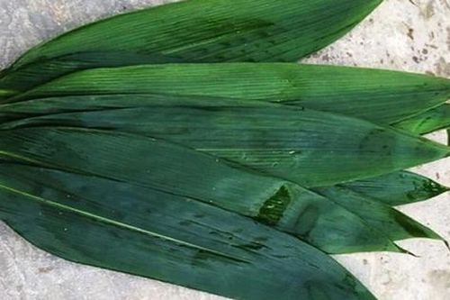 Trồng tre không ngờ lấy lá bán cho Hàn Quốc, Nhật Bản lại đắt hàng