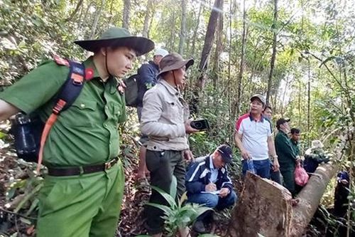 'Máu' vẫn chảy trên những cánh rừng nguyên sinh