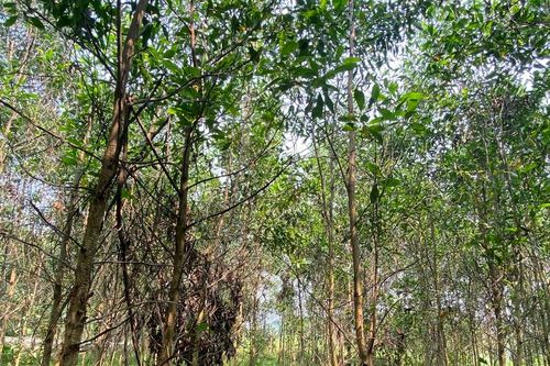 Người dân Hiệp Đức bất lực chứng kiến keo chết hàng loạt